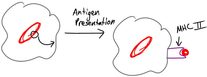 [03+-+Antigen+Presentation.jpg]