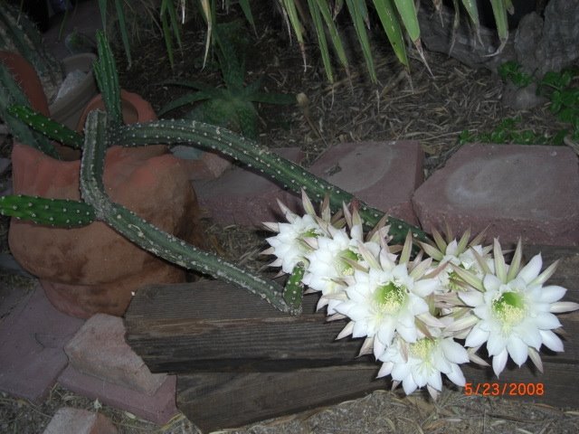[6+cactus+flowers.JPG]
