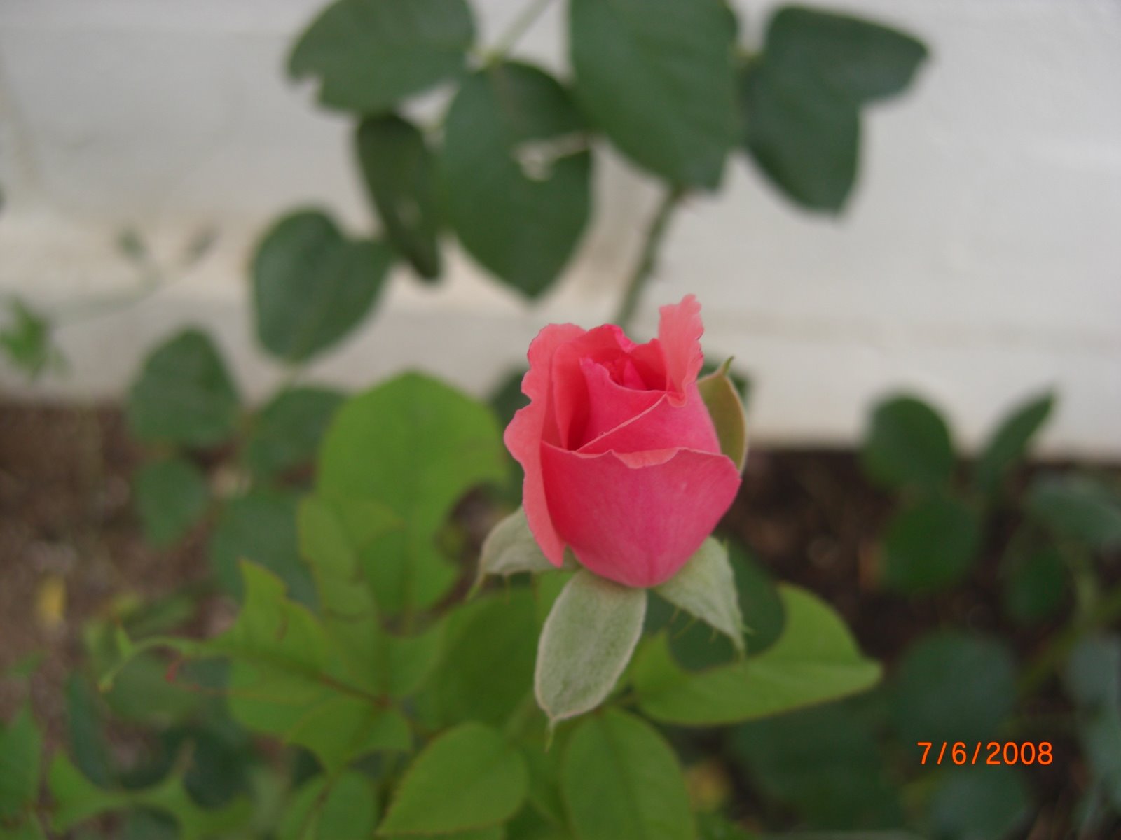 [pin+rose+bud.JPG]