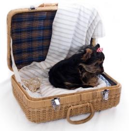 [dog+suitcase.JPG]