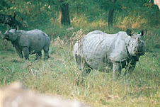 One Horn Rhinos - Chitwan
