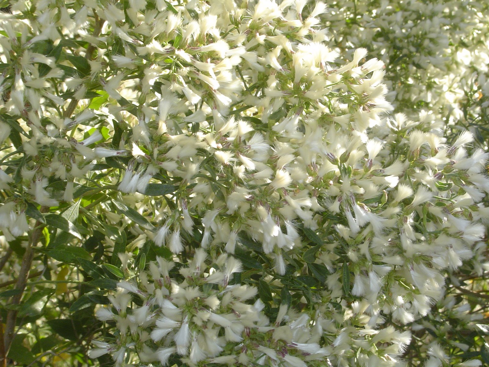 [64.+White+flowers.JPG]