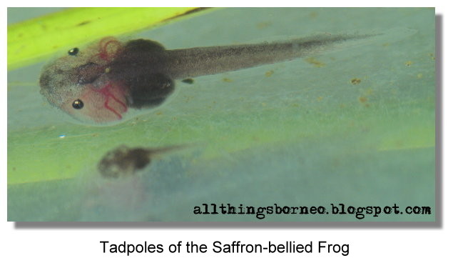 [saffron-bellied_frog_tadpole5051s.jpg]