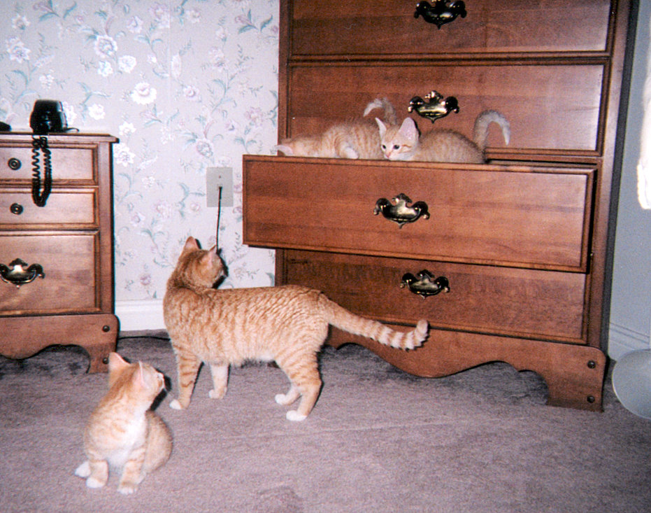 [kittens+leaving+drawer.jpg]
