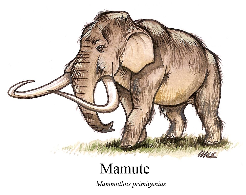 [mamute.jpg]