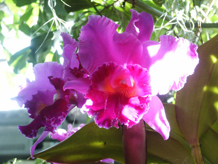 [orchid2-web.jpg]