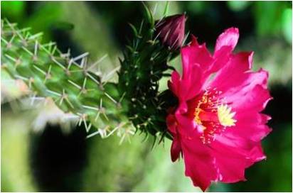 [cactusplusflower.jpg]