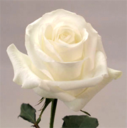 [rosas_por_mayor_blancas_estados_unidos_flores_california_floristerias_f.jpg]