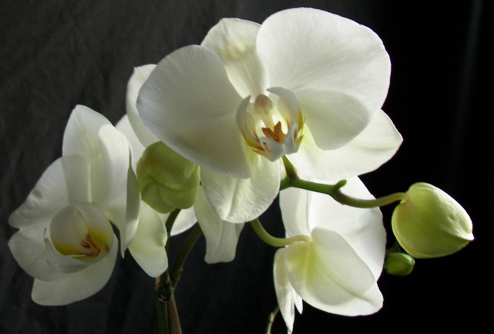 [orchidblack1.JPG]