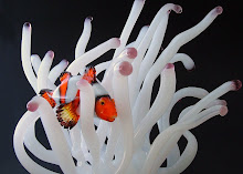 Anemone con pesce pagliaccio