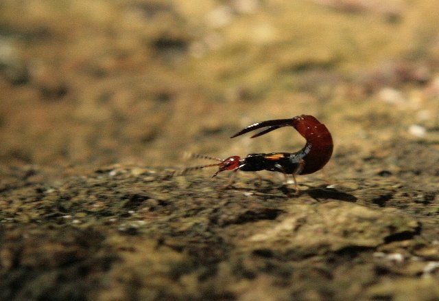 [scorpion+ant+IMG_5506.jpg]