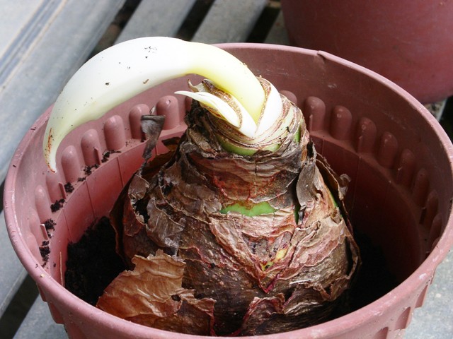 [potted+PICT0016.JPG]
