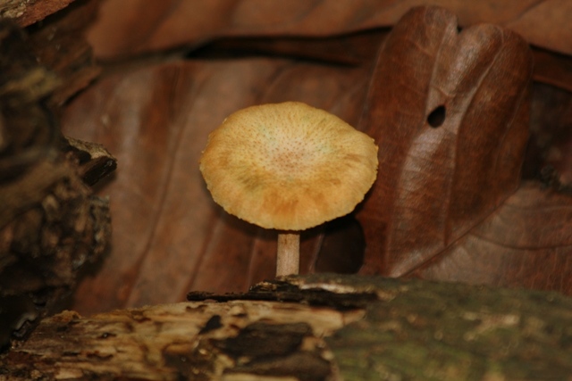 [mushroom1.JPG]