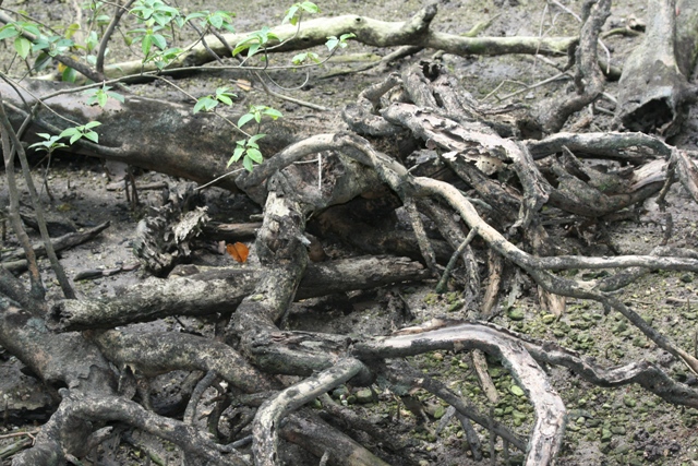 [IMG_5225+mangrove+root.JPG]