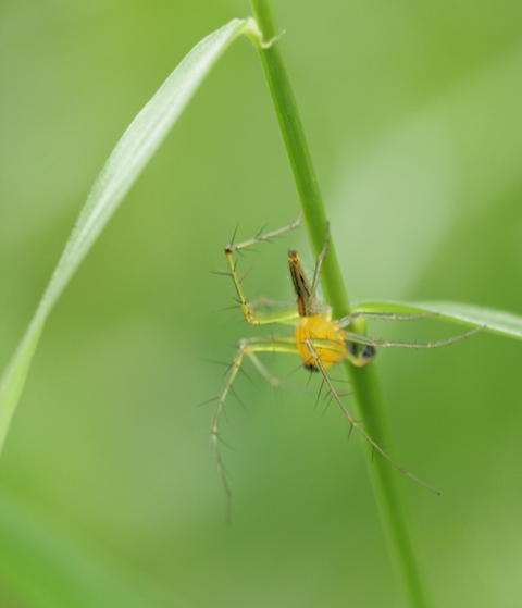 [web+yellow+spider+IMG_7024.JPG]