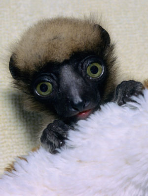 [lemur300.jpg]