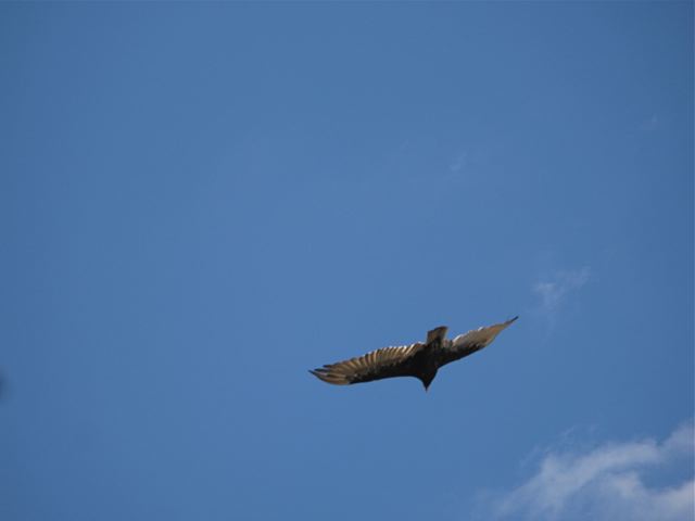 [vulture+flying+2.jpg]