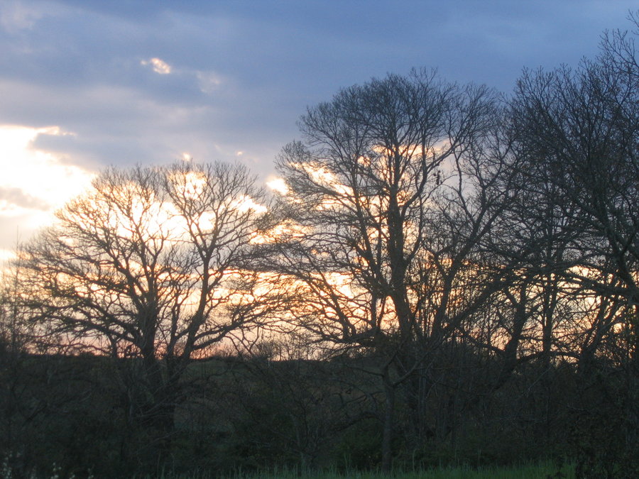 [Sunset_behind_the_Trees_by_Mari_lilac.jpg]