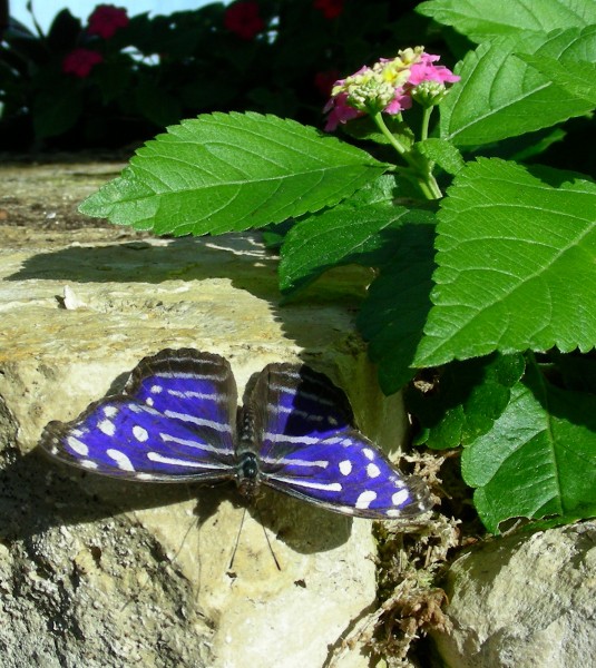 [Butterfly+15.jpg]