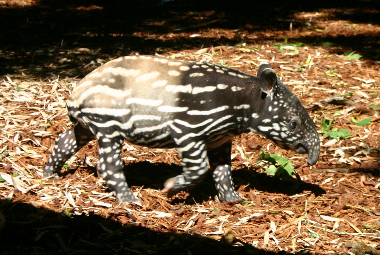 [tapir1.jpg]