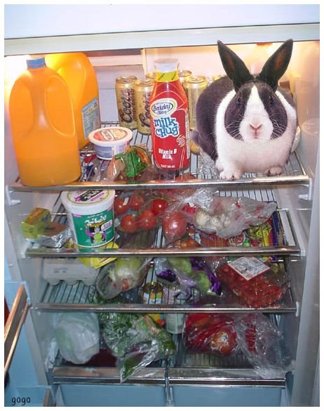 [95-RabbitInWestinghouseRefrigerator.jpg]