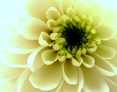 [closeup-yellow-flower.jpg]