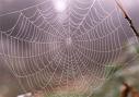 [spiderweb.jpg]