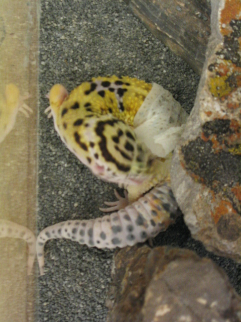 [gecko+eating+skin1.JPG]