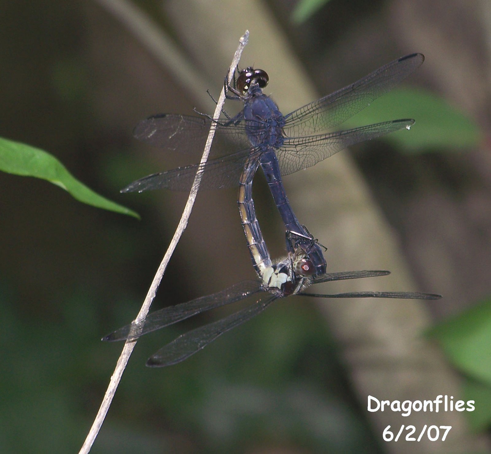 [Swamp_Dragonflies.jpg]