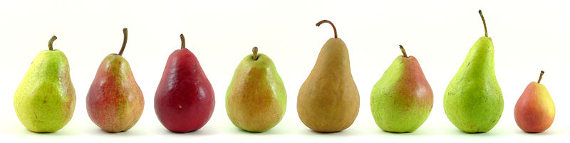 [Pears[1].jpg]