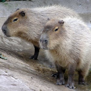 [capybara.jpg]
