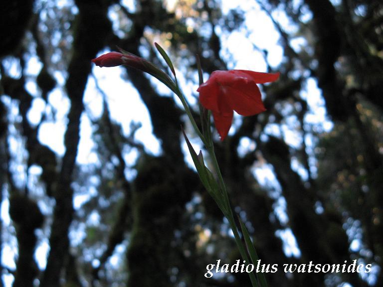 [gladiolus+watsonides.JPG]