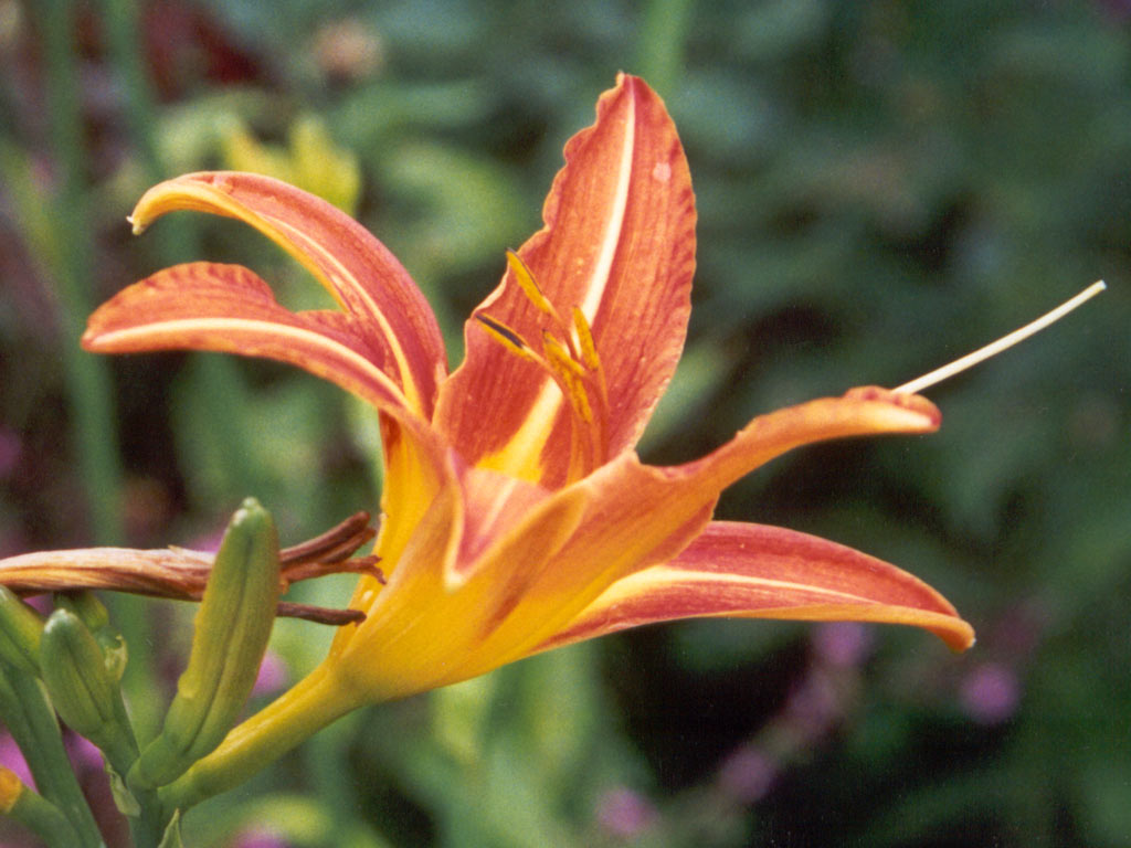 [daylily-orange-flower.jpg]