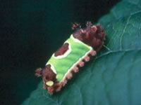 [spottedcatepillar.jpg]
