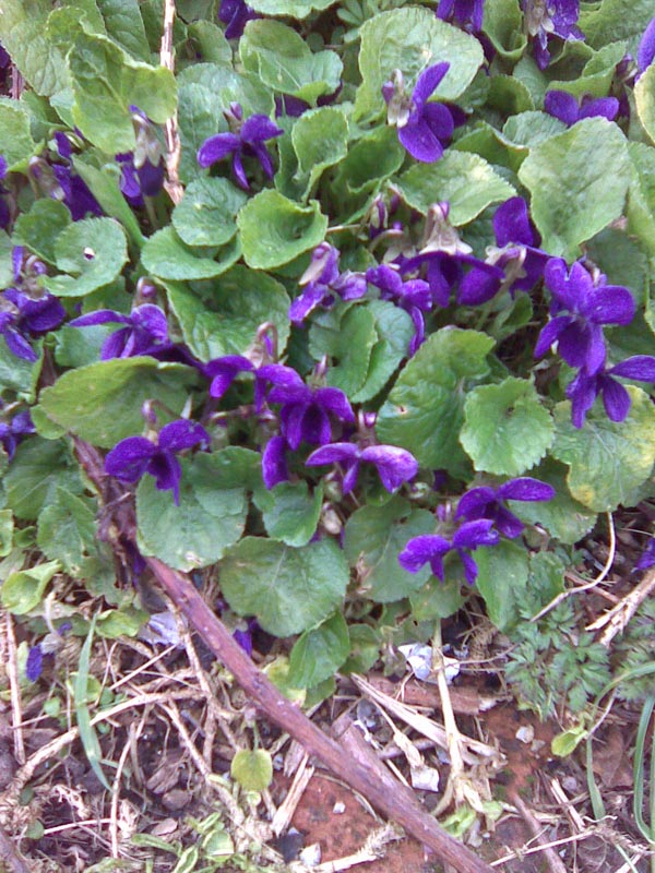 [violets.jpg]