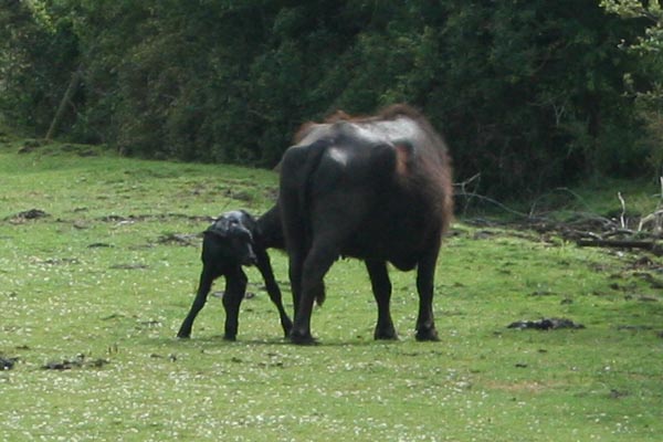[baby+buffalo+tues.jpg]