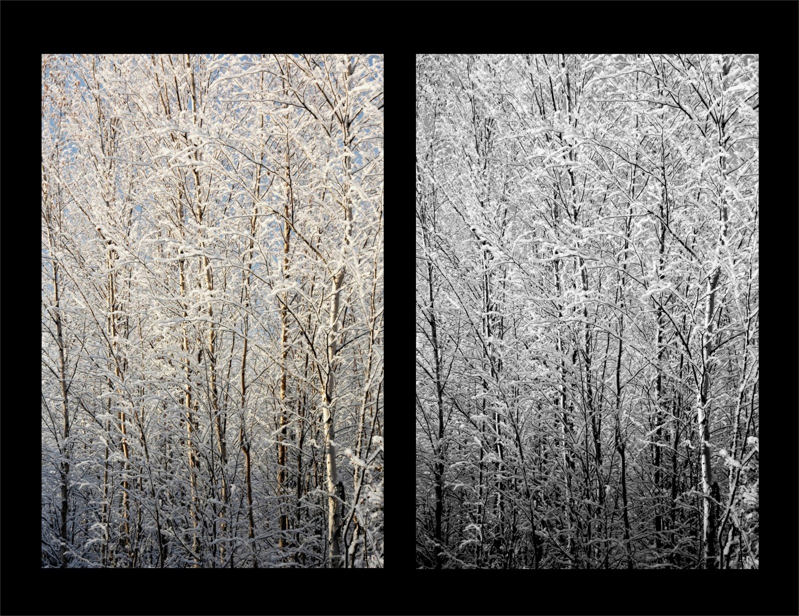 [Snowcovered_Trees_dual.jpg]