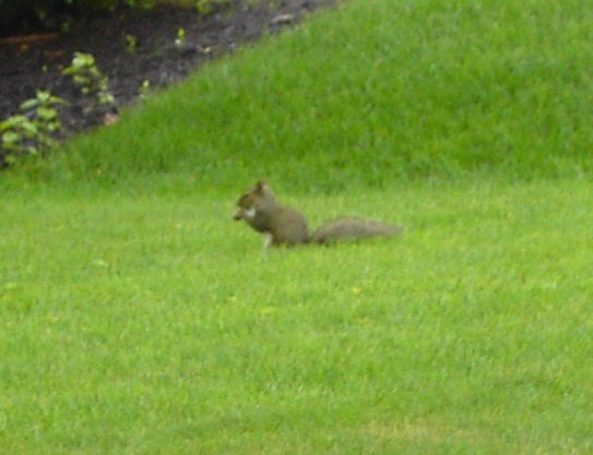 [grass-squirrel-small.jpg]