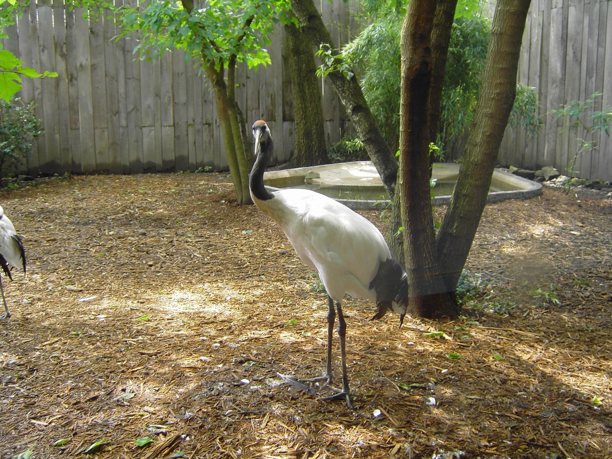 [red-crowned-crane.jpg]