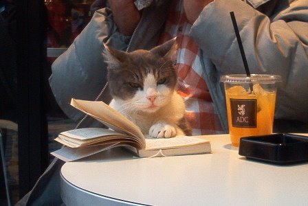 [cat_reading_2.jpg]