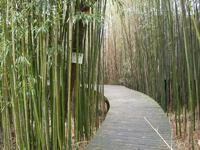 [Bamboo+path.JPG]