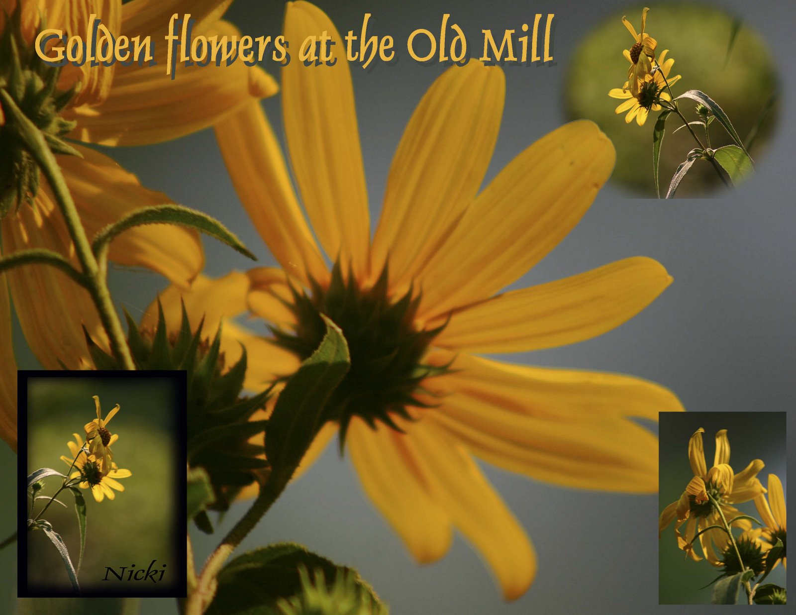 [golden+flowers+at+the+old+mill.jpg]