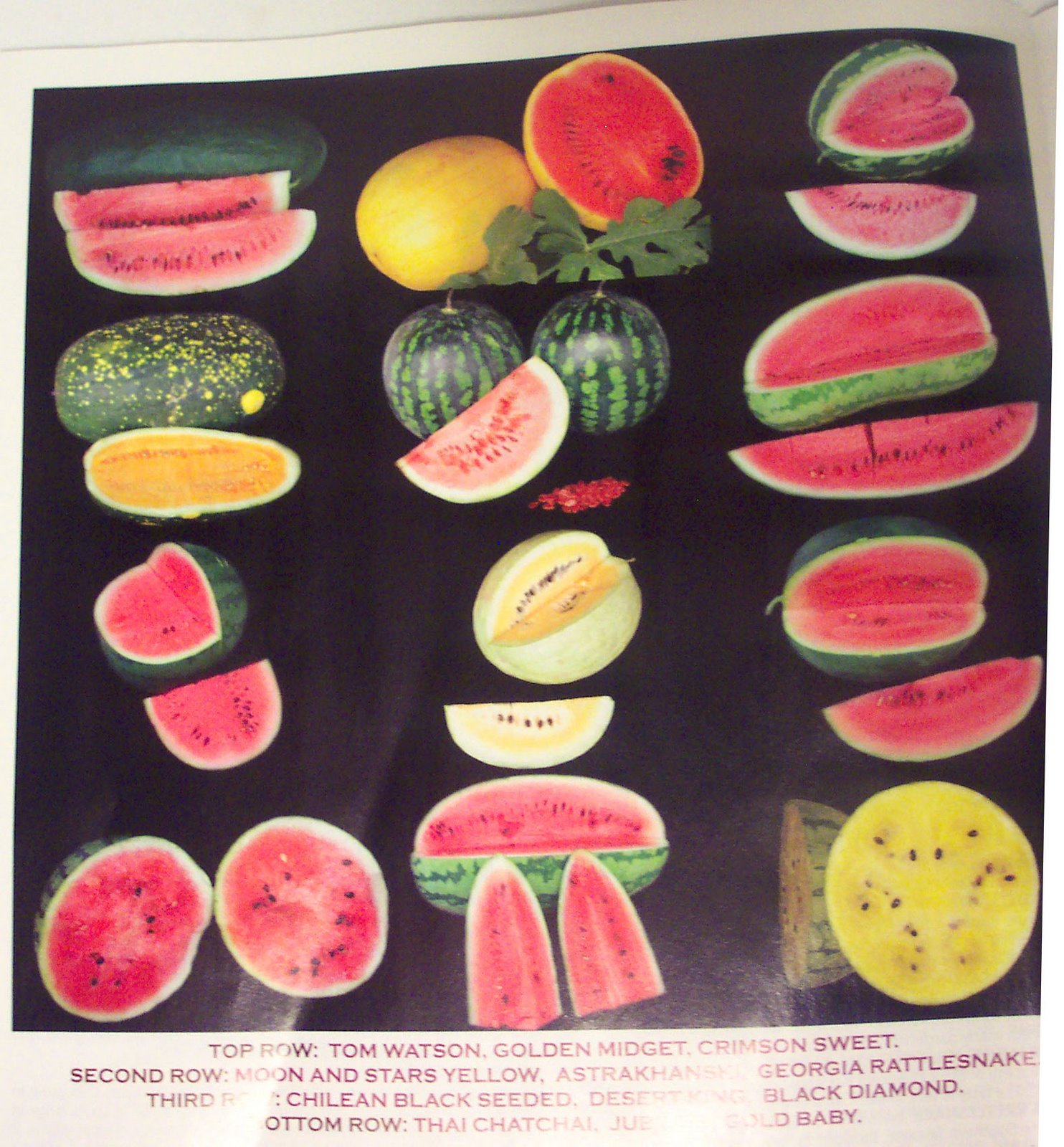 [melons2.jpg]