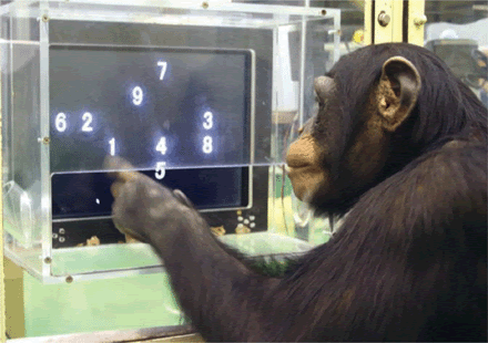 [chimp-numbers.gif]