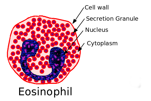 [Eosinophil.png]