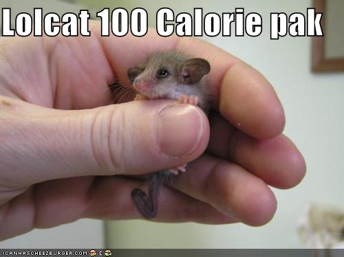 [funny-pictures-lolcat-100-calorie-pack.jpg]