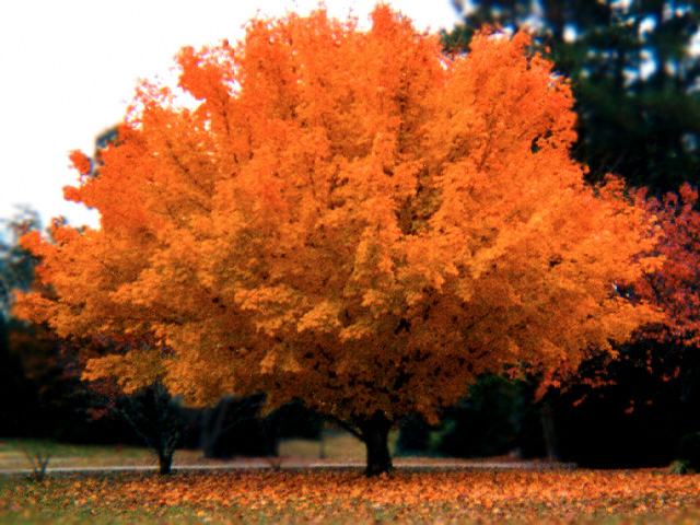 [autumn_tree_red_yellow_1_copy.jpg]