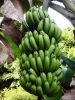 [growing+banana.jpg]