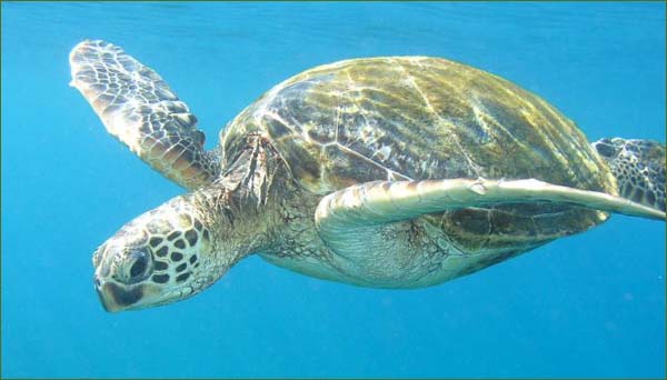 [1-sea-turtle.jpg]