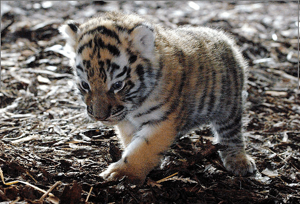 Tigre siberiano